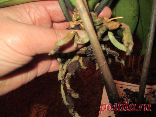 Великолепная орхидея: тонкости пересадки