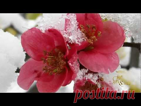 ▶ Richard Clayderman - Mariage D'Amour (Paul de Senneville, Olivier Toussaint) - YouTube