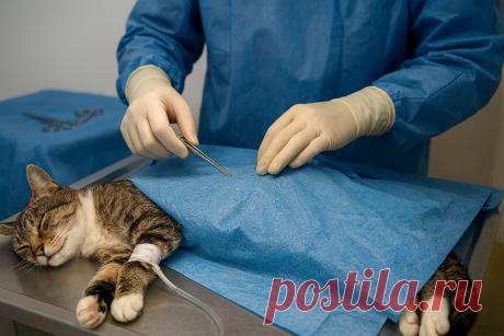 🐱💙 Кошка ждёт котят? Узнайте всё о кесаревом сечении: когда оно нужно, как проходит операция и как помочь маме восстановиться. 🐾
#кошки #ветеринария #коты
Изображение от ChatGPT