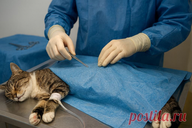 🐱💙 Кошка ждёт котят? Узнайте всё о кесаревом сечении: когда оно нужно, как проходит операция и как помочь маме восстановиться. 🐾 

#кошки #ветеринария #коты 
Изображение от ChatGPT