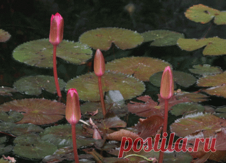 Плейкаст «МУЗЫКА ДЛЯ ДУШИ! ПОЮЩИЕ ВОДОПАДЫ»