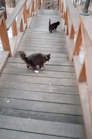 Котики