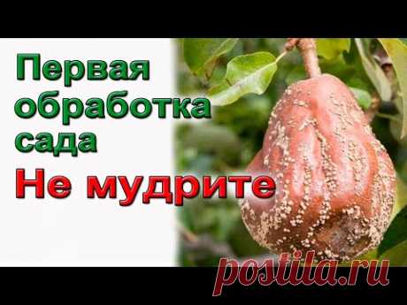 Первая обработка сада.  Не мудрите