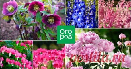 15 многолетников, которые лучше сажать в конце лета и осенью Август и сентябрь – не только время уборки урожая. Эта пора отлично подходит для посадки некоторых многолетников. До наступления холодов растения успеют прижиться и благополучно перенесут зиму, а весной скорее тронутся в рост. Не упустите время и займитесь подготовкой цветника к следующему сезону!