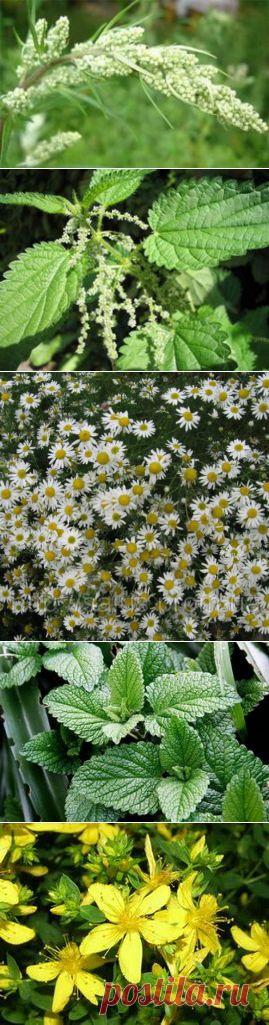 12 важных трав для женского здоровья |