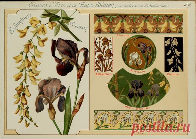 Fleurs d'après nature et fleurs ornementales : études de fleurs et feulliages avec diverses interprétations applicables à l'enluminure et à la décoration : Guillot, Ernest : Free Download, Borrow, and Streaming : Internet Archive