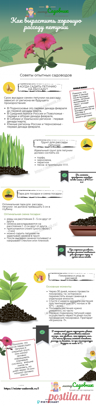 Как вырастить рассаду петунии из семян в домашних условиях ?