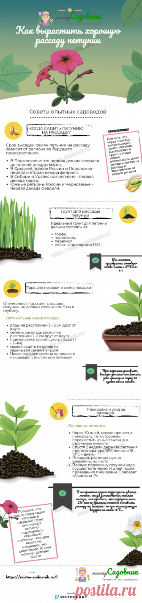 Как вырастить рассаду петунии из семян в домашних условиях ?
