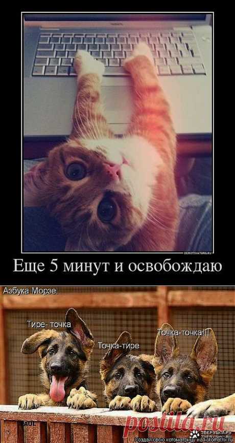 Наши забавные друзья 49. | Домохозяйки