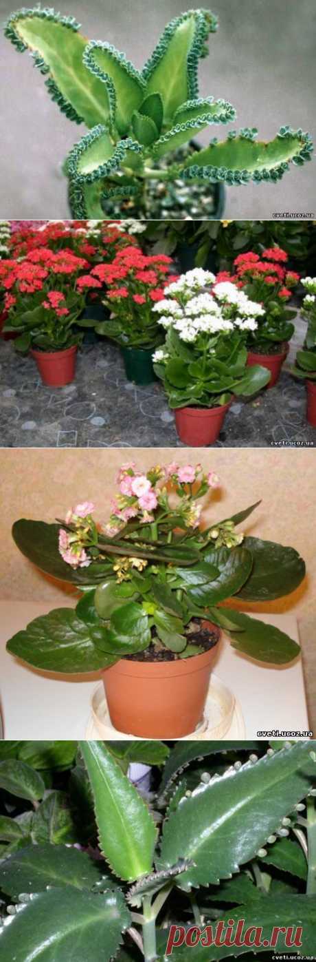 Каланхоэ. Kalanchoe - Каланхоэ - Комнатные цветы и растения - Каталог статей - Цветы и растения