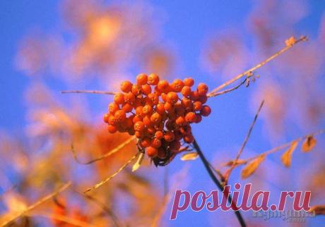 Костёр рябины красной » Интернет-газета Кумушка.com