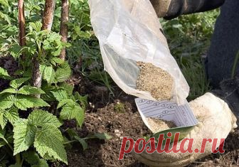 Для каждого растения своя подкормка. Чем удобрять сад осенью 

Чтобы деревья и кустарники хорошо перезимовали, осенью их надо хорошенько накормить. А поскольку требования у всех растений разные, для каждого придется составлять отдельное меню. 

Чтобы деревья и кустарники хорошо перезимовали, осенью их надо хорошенько накормить. А поскольку требования у всех растений разные, для каждого придется составлять отдельное меню. 

Яблони и груши 

Их нужно подкормить сразу после у...