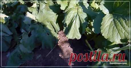 Повторные посевы и посадки – какие овощи можно посадить в середине лета ВТОРОЙ УРОЖАЙ - ЧТО ЕЩЕ МОЖНО ВЫРАСТИТЬ ЕСЛИ ПОСЕЯТЬ В СЕРЕДИНЕ ЛЕТА Посевы на даче мы никогда не прекращаем. Только закончилась весенняя страда, как наступила летняя. Какие-то овощи уже поспели и готовы к уборке, но земля после них пустовать не должна. Пусть еще поработает, а отдыхать будет зимой. ОБЩИЕ ПРИНЦИПЫ ПОВТОРНЫХ ПОСЕВОВ И ПОСАДОК Грядки освобождаются, их надо снова «заселить». Но вначале поч...