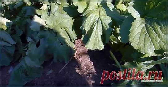 Повторные посевы и посадки – какие овощи можно посадить в середине лета ВТОРОЙ УРОЖАЙ - ЧТО ЕЩЕ МОЖНО ВЫРАСТИТЬ ЕСЛИ ПОСЕЯТЬ В СЕРЕДИНЕ ЛЕТА Посевы на даче мы никогда не прекращаем. Только закончилась весенняя страда, как наступила летняя. Какие-то овощи уже поспели и готовы к уборке, но земля после них пустовать не должна. Пусть еще поработает, а отдыхать будет зимой. ОБЩИЕ ПРИНЦИПЫ ПОВТОРНЫХ ПОСЕВОВ И ПОСАДОК Грядки освобождаются, их надо снова «заселить». Но вначале поч...