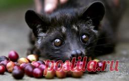 9 премиальных, но невыносимо отвратительных товаров Чего только не едят и не мажут себе на лицо люди, у которых уже все есть и хочется чего-нибудь эдакого. Продукты, о происхождении и составе которых даже страшно подумать, ценятся в определенных кругах на вес золота. И даже дороже.1. Серая амбра, которая на самом деле является рвотными...