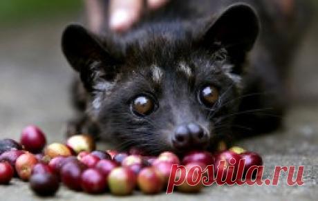 9 премиальных, но невыносимо отвратительных товаров Чего только не едят и не мажут себе на лицо люди, у которых уже все есть и хочется чего-нибудь эдакого. Продукты, о происхождении и составе которых даже страшно подумать, ценятся в определенных кругах на вес золота. И даже дороже.1. Серая амбра, которая на самом деле является рвотными...