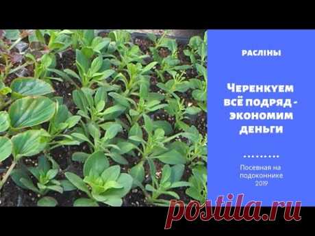 Черенкуем всё подряд - экономим деньги