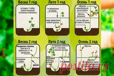 Простая схема обрезки винограда