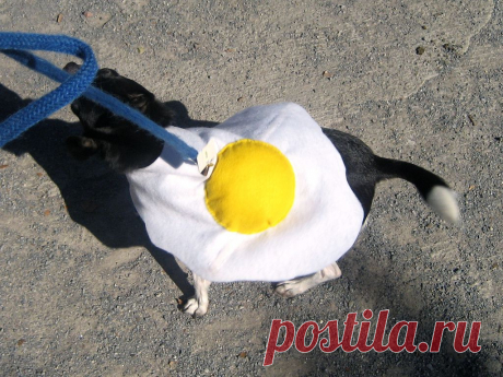 фликр