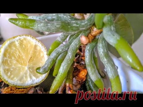 ПОЛИВ ЛИМОННОЙ ВОДОЙ