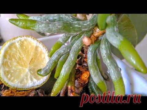 ПОЛИВ ЛИМОННОЙ ВОДОЙ