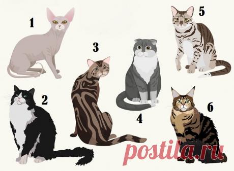 Выберите кошку на изображении и узнайте некоторые особенности вашего характера | Скиталец | Яндекс Дзен