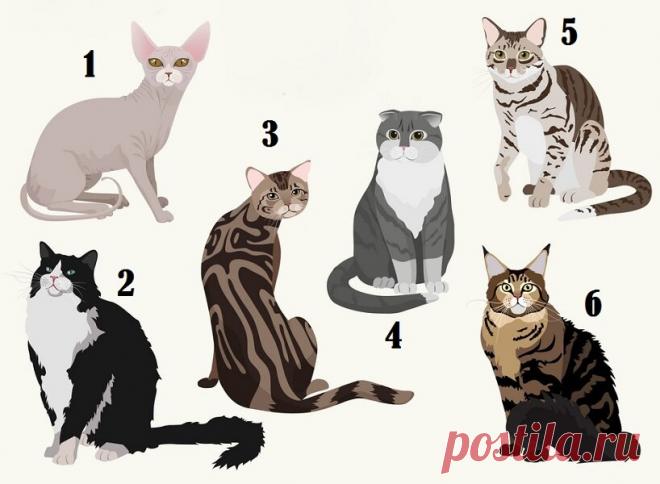 Выберите кошку на изображении и узнайте некоторые особенности вашего характера | Скиталец | Яндекс Дзен