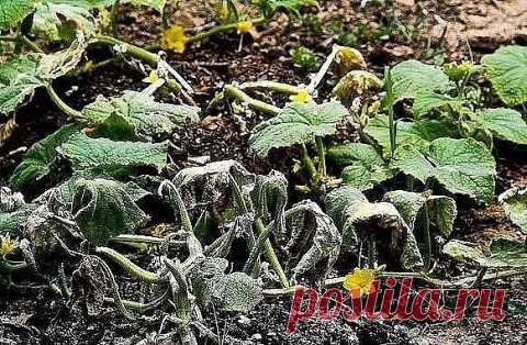 САМЫЕ ОПАСНЫЕ БОЛЕЗНИ ОГУРЦОВ: КАК РАСПОЗНАТЬ И ВЫЛЕЧИТЬ. НАРОДНЫЕ МЕТОДЫ