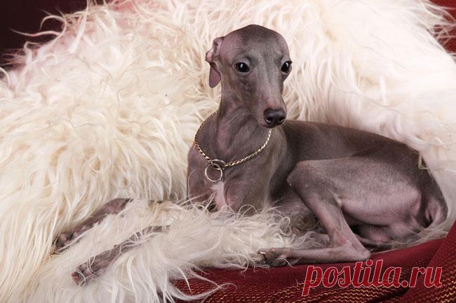 Левретка (итальянская борзая, итальянский грейхаунд): описание породы, цена щенка, характер собаки