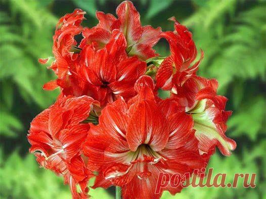 Галина Калинина