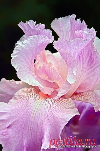 Iris | Anne Evans приколол(а) это к доске Flowers