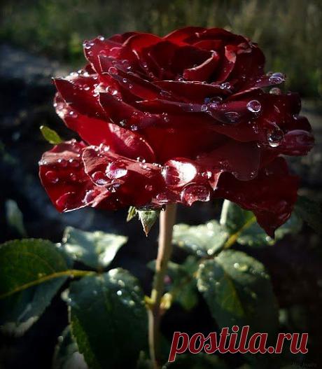 просто роза