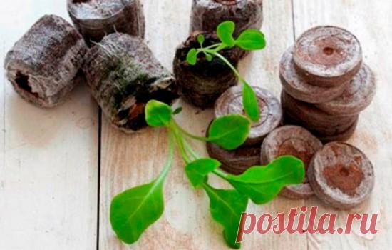 Когда сажать петунии в таблетки: правильная посадка петуний в