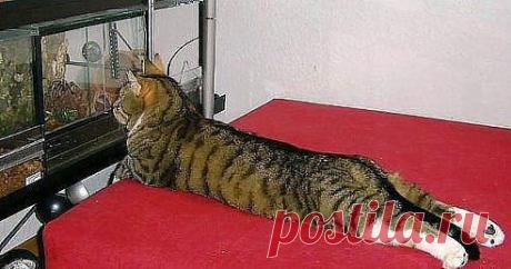 Телевизор для кота