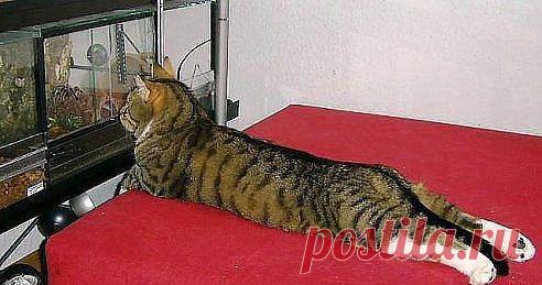 Телевизор для кота