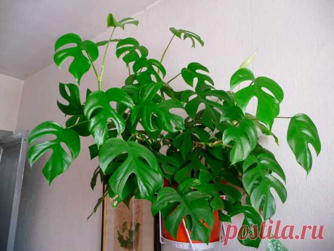 Комнатное растение Рафидофора (Rhaphidophora). Своим внешним видом рафидофоры напоминают монстеру. Не случайно вместе с монстерами и филодендронами рафидофоры относятся к семейству Ароидные. Рафидофоры - лианы с мощными стеблями и листьями. Название рода в переводе с греческого означает "несущая иглы" и намекает на игольчатые кристаллы в стеблях и листьях рафидофор. Основа успеха при культивировании в домашних условиях - высокая температура и влажность.