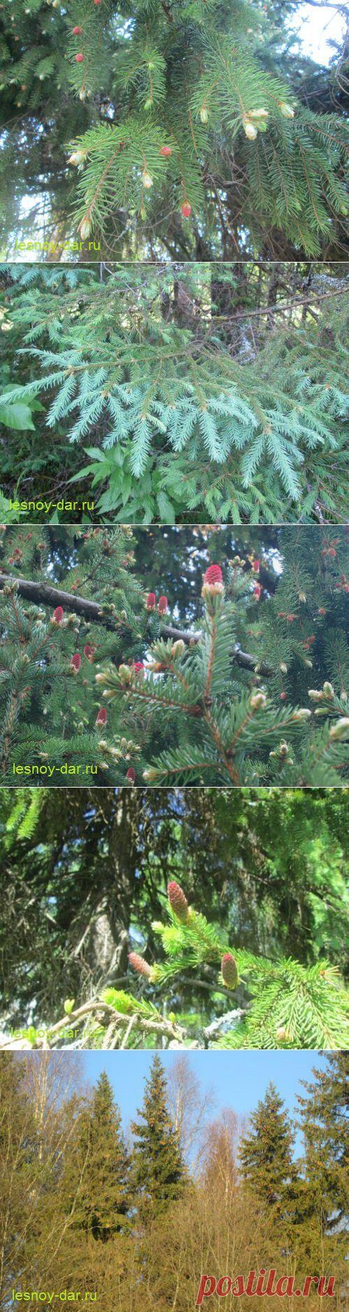Ель обыкновенная | Лесная кладовая
