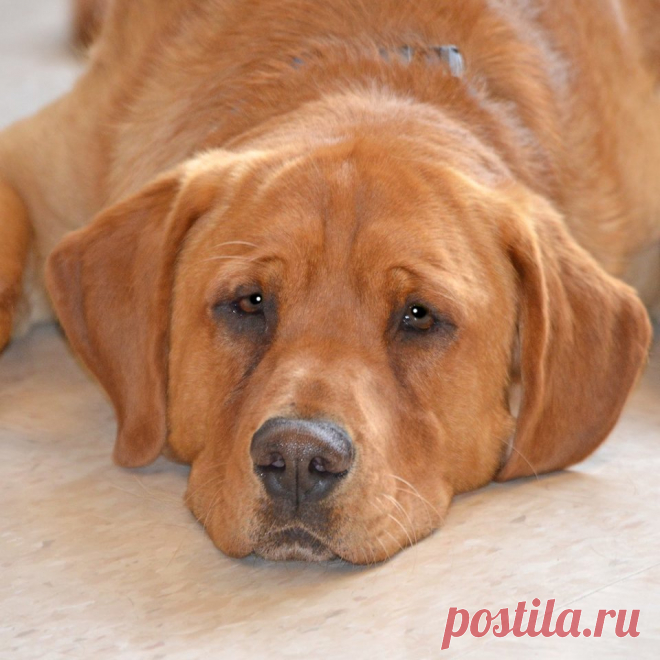 Особенный пёс из приюта почти потерял надежду, но пришёл ОН… 
Годовалый пес по кличке Иствуд понуро бродил по улицам города. У животного была деформирована лапка, оттого и походка собаки была неуклюжей и немного странной… 
Грустного больного песика подобрали со…