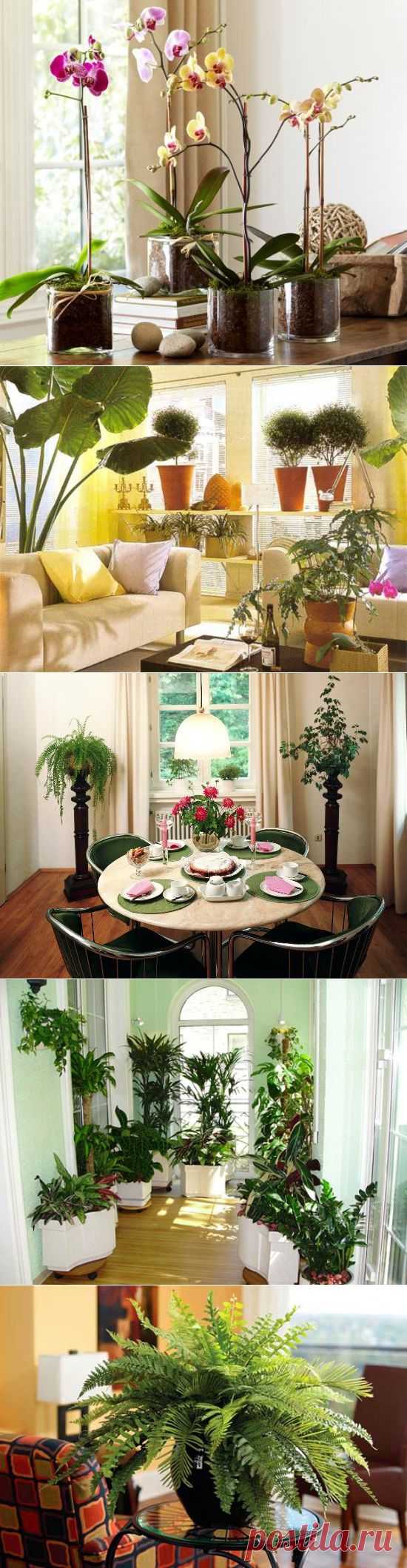 комнатные растения в интерьере  | семиделка.ру