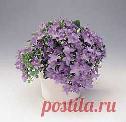 Кампанула - "жених" и "невеста".