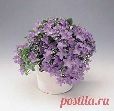 Кампанула - &quot;жених&quot; и &quot;невеста&quot;.