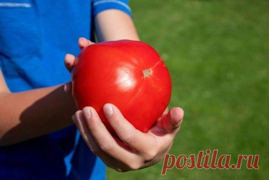 Чтобы помидоры были большими и вкусными!
Сделать томаты сладкими и сочными помогут несложные домашние подкормки, которые я уже несколько лет подряд применяю на своем дачном участке сразу после цветения кустов.
Полив золой
Это средство поможет напитать культуру необходимым количеством калия и азота.
Для приготовления средства понадобится:
2 стакана древесной золы.
3 литра кипятка.
1 ч. л. борной кислоты.
20 капель йода.
Борную кислоту предварительно тщательно растворить в н...