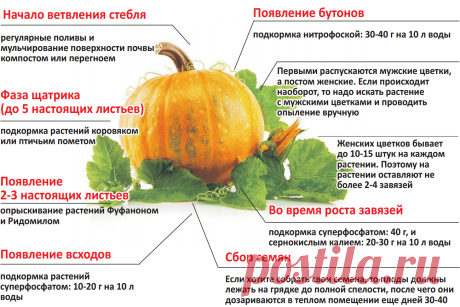 Уход за тыквой по этапам