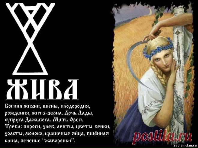 РАСА