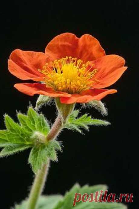 (94) Pinterest • Всемирный каталог идей