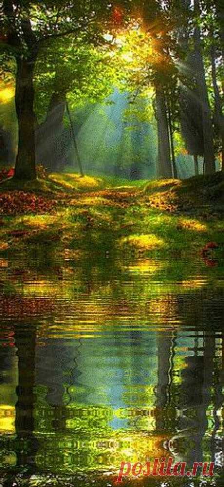 Magestic Trees