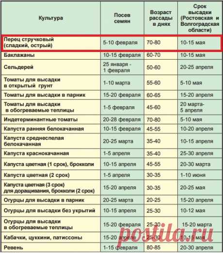Посадка перца на рассаду: как посеять и вырастить рассаду перца в домашних условиях | Топ огород