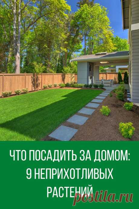 Что посадить за домом: 9 неприхотливых растений, которые вырастут в тени | House exterior, Exterior, Grow boxes