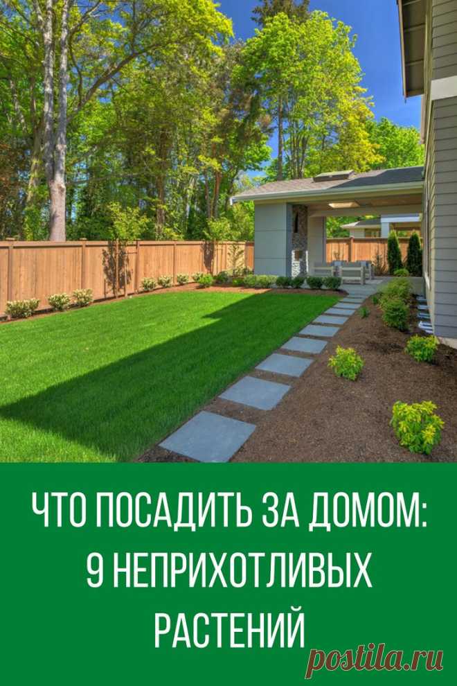 Что посадить за домом: 9 неприхотливых растений, которые вырастут в тени | House exterior, Exterior, Grow boxes