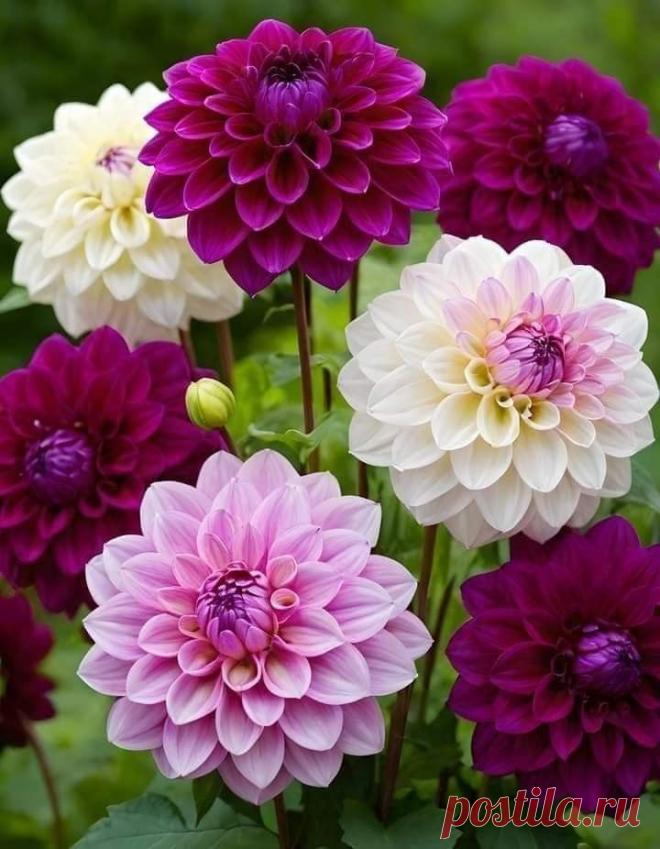 Пин на доске яГЕОРГИН